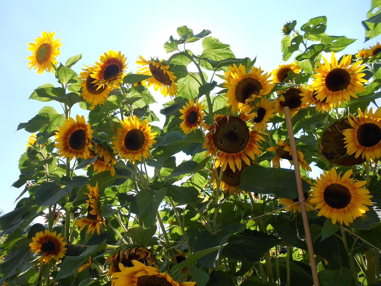 Sonnenblumen