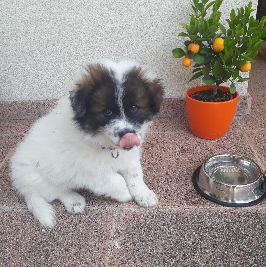 Hundewelpe